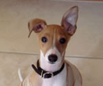 Bruno, About Time Italian Greyhound Puppy!